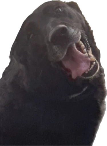 Perro sonriente